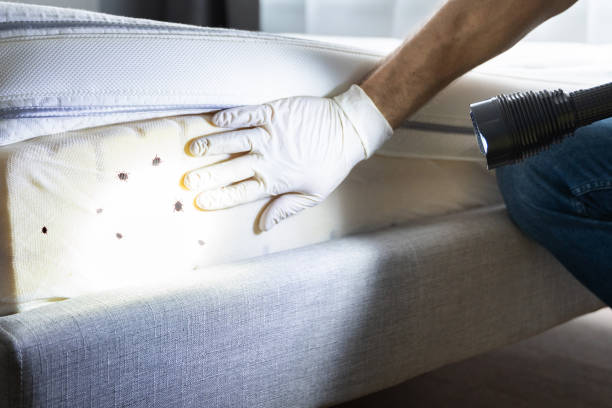 Best Mosquito Control Services  in Beale Af, CA